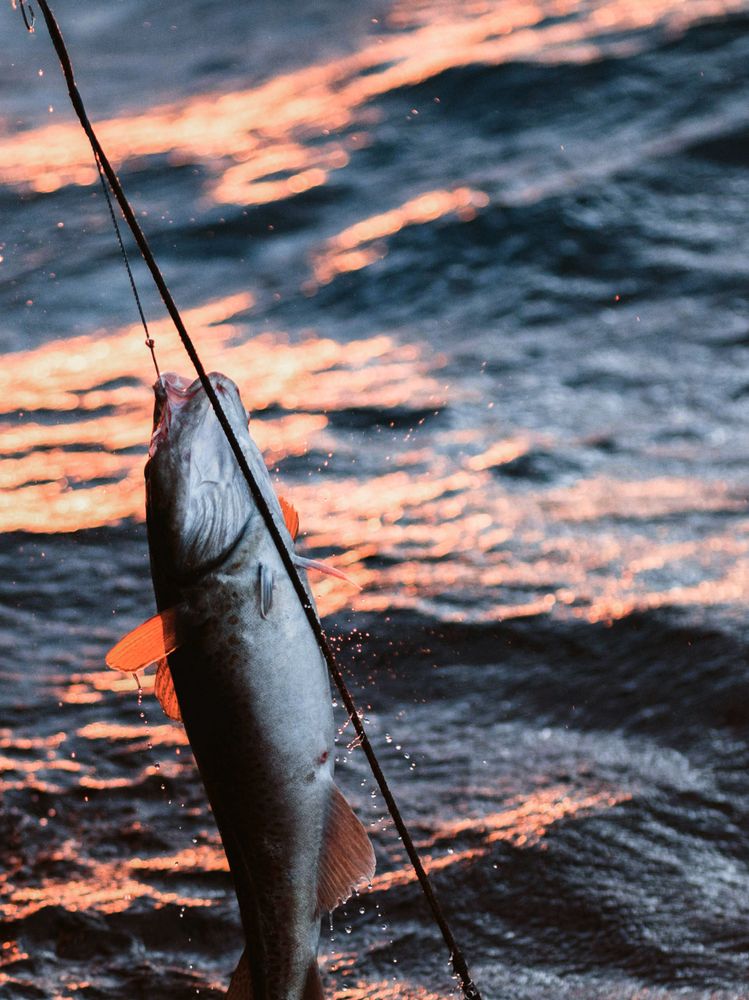 Caught fish and water in the background