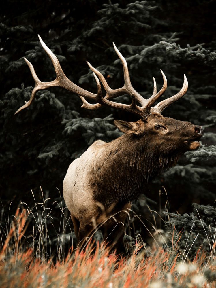 Majestical moose having forest behind its back