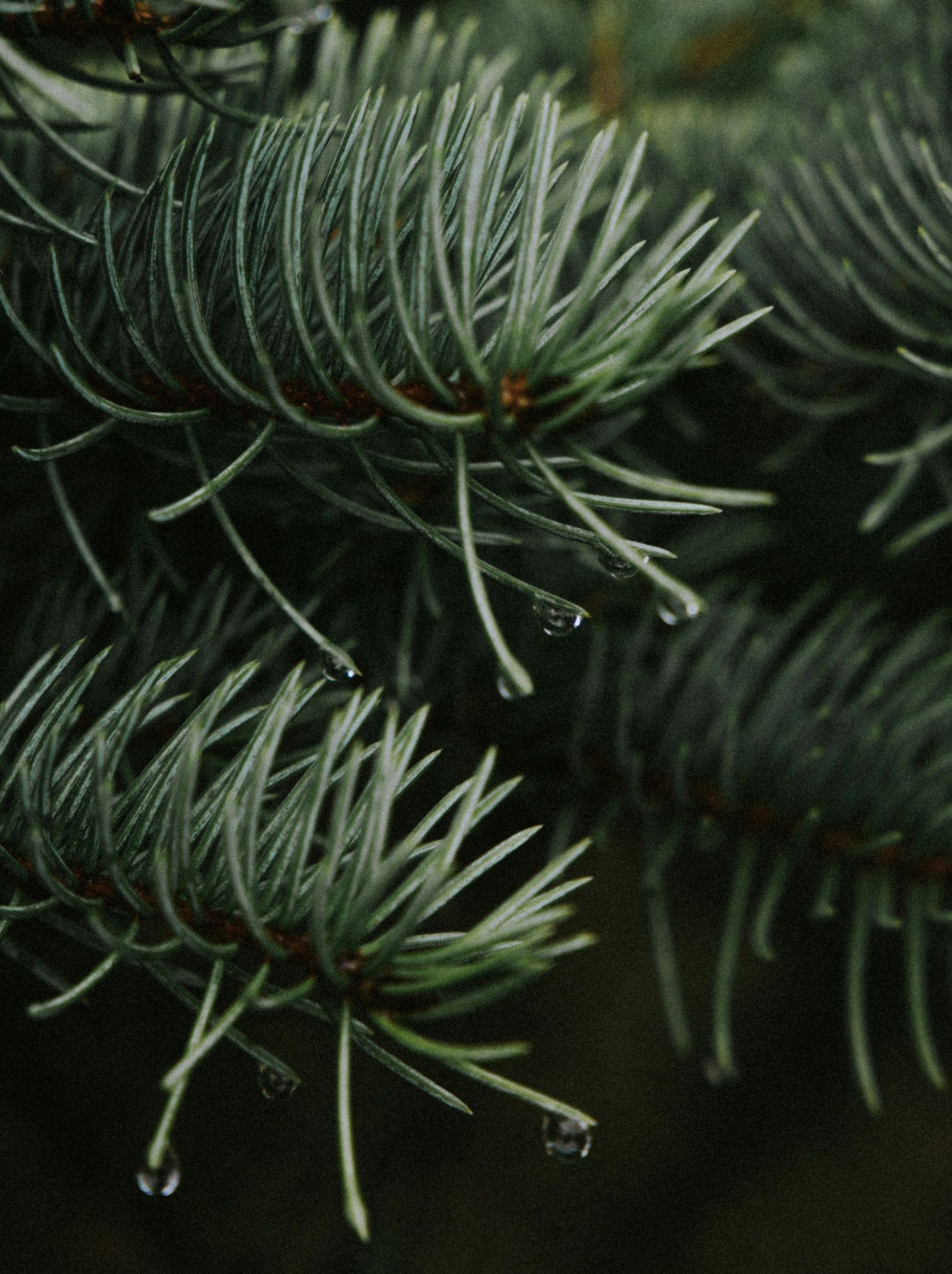 Pine